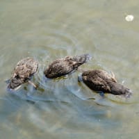 見次公園のアジサイ、ハナショウブと子ガモたち（2025.6.7撮影）