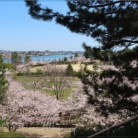 明石海浜公園の桜