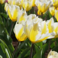 5月の天使と妖精からのエンジェルメッセージ