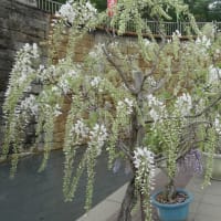 藤枝蓮華寺池公園の藤の花！