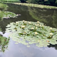 花菖蒲