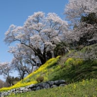 福島の桜巡り