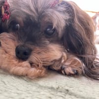 モフモフ