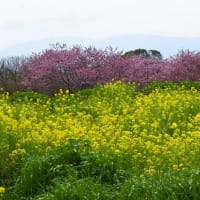 菜の花と桜　①　～山の辺の道