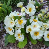 プリムラ＆鉢花を庭植えに