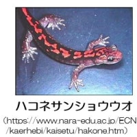 両生類の呼吸ーその６