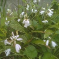 庭の花達
