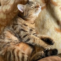 毒子からゼツエン宣言された