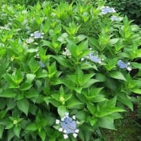７月に入りした、今年も半年かすんだことになります。