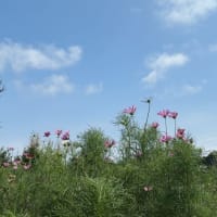 ホキョケ（仏）のウグイスが職場でも聞こえるように　