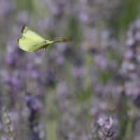 ラベンダー畑で蝶が舞う