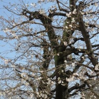 桜とカレーうどん