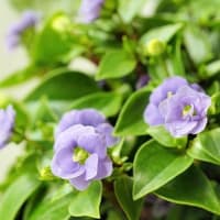 まだ見ぬ花