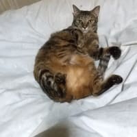 おはよー👋😆✨☀️なのだ🎵