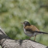 於大公園 ： 野鳥 ・ 翡翠 ・ カワセミ・・・フリー素材ブログ　シロハラ