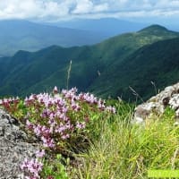 納涼　夏山の花めぐり