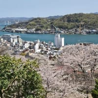 写真　千光寺桜