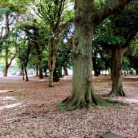 代々木公園の花とトイレ