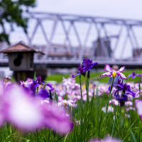 小岩菖蒲園（その1：花菖蒲と京成電車）