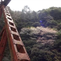 2024年04月5日 武田尾 廃線 桜ハイキング