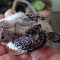 牡丹の終わりから