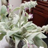 ◇◇◇　ローゼルの苗を植えて　♬