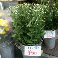 お正月用花セール！