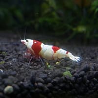 秋