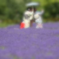 幌見峠のラベンダー園