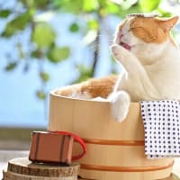 にゃらん通信／250626