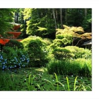 岩船寺　静夏の刻