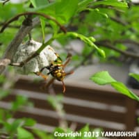 セグロアシナガバチ（営巣）（富山市）