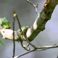 巨大なアオガエル