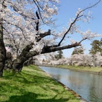 鶴岡公園の桜満開