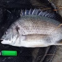 チヌ、バラシ5回！手首が・・・