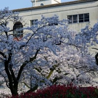 富山の旅　５　松川べりの桜並木 その２