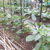 夏野菜混植栽培してます