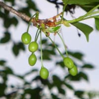 桜・サクランボ？
