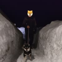 雪の壁の間を黒柴かんべえ、お散歩！