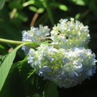 アジサイ　豊平公園