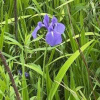 これはアヤメかカキツバタか？菖蒲はもっと遅い