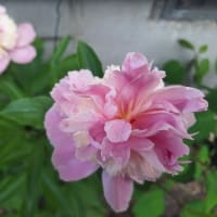 孫①のバースデープレートと最近のお花達