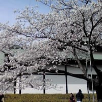 3月30日　お花見