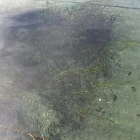 待ち望んだこと 東京湾の漁師 東京湾海人の日記