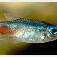 The Neon Tetra Disease in Aquarium Fish