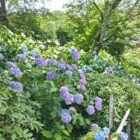 あじさい寺（矢田寺）