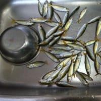 鯵釣り