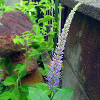 この時季の花と言ったら、江戸絞りくらいしか･･････