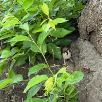 オサンポ walk - 鳥bird : たまに、のスズメ