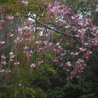 春の訪れ　阪急吹田駅近くの「メイシアターの寒緋桜」と「アサヒビール迎賓館のしだれ桜」